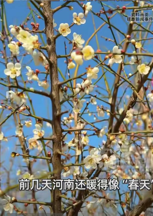 河南将迎来寒冷“暴击”

近日，河南迎来了一场暴击似的降温，预计比之前的预报还要