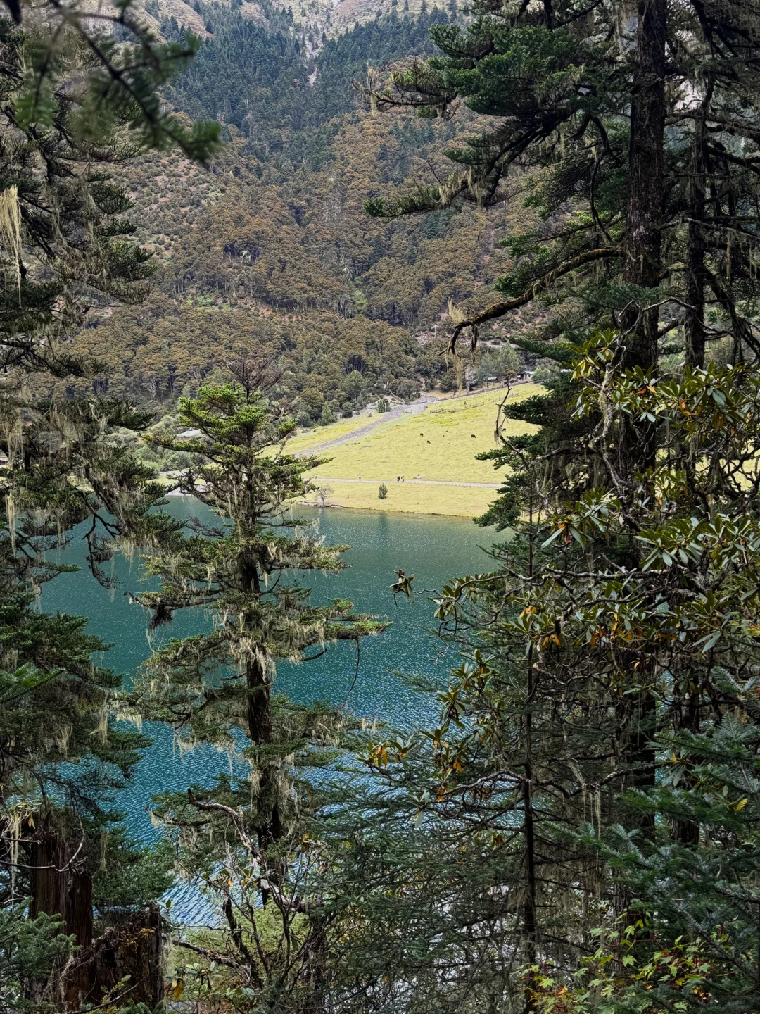 香格里拉4天3晚！！对自己的攻略满意的不行🥹