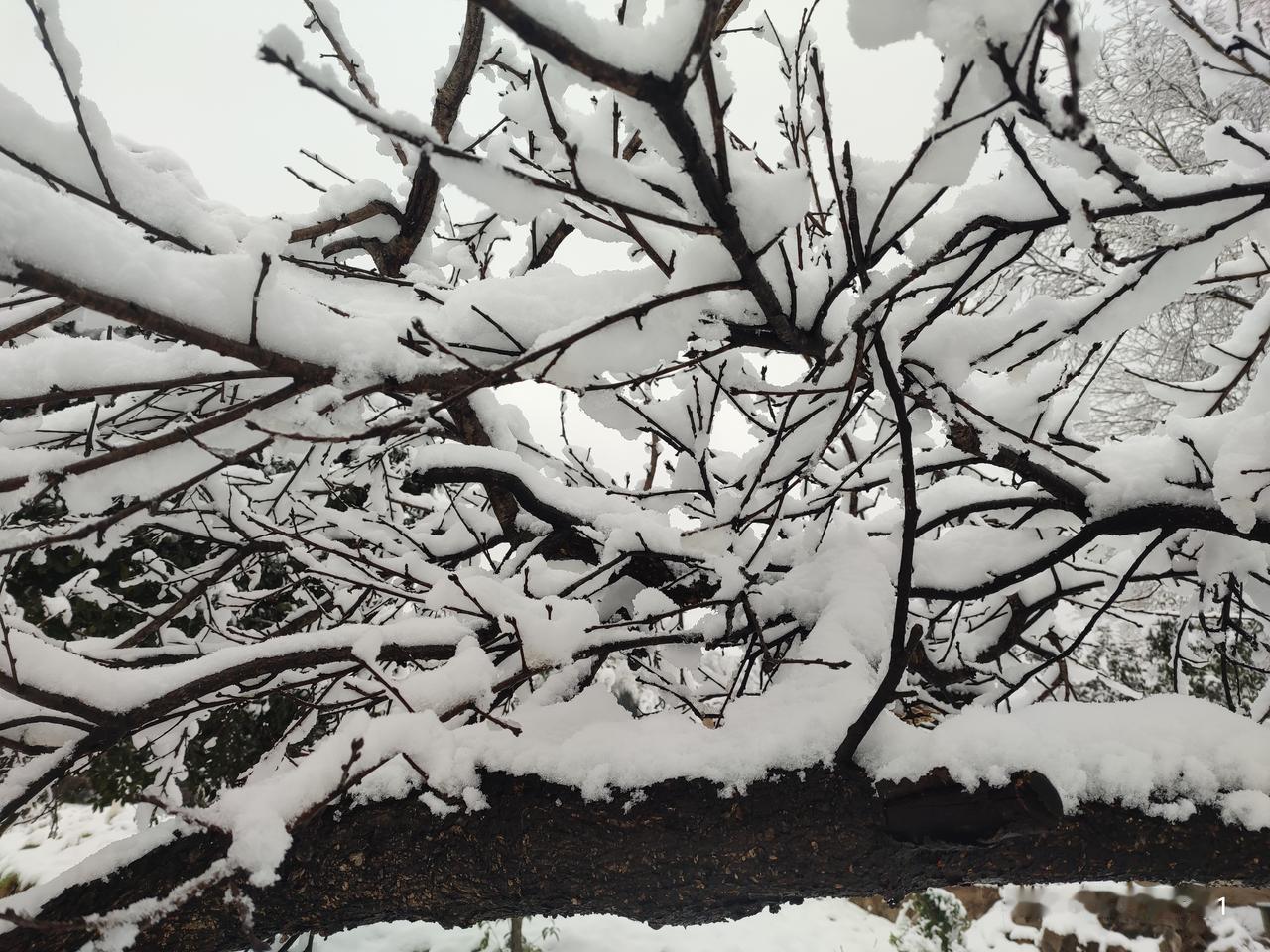 二零二六年的第一场雪