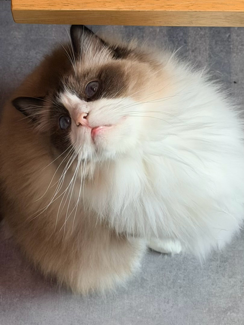 鹤秋  🐈 禾秋说点qiuqiu话 疯狂摄入萌能量王老师 我家孩子能当童模吗
