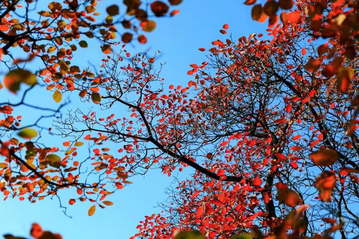 七律·霜降
霜降临冬树叶黄
金风送爽荡沧茫
残红摇落余香散
积翠萧疏报夜凉
蔓草