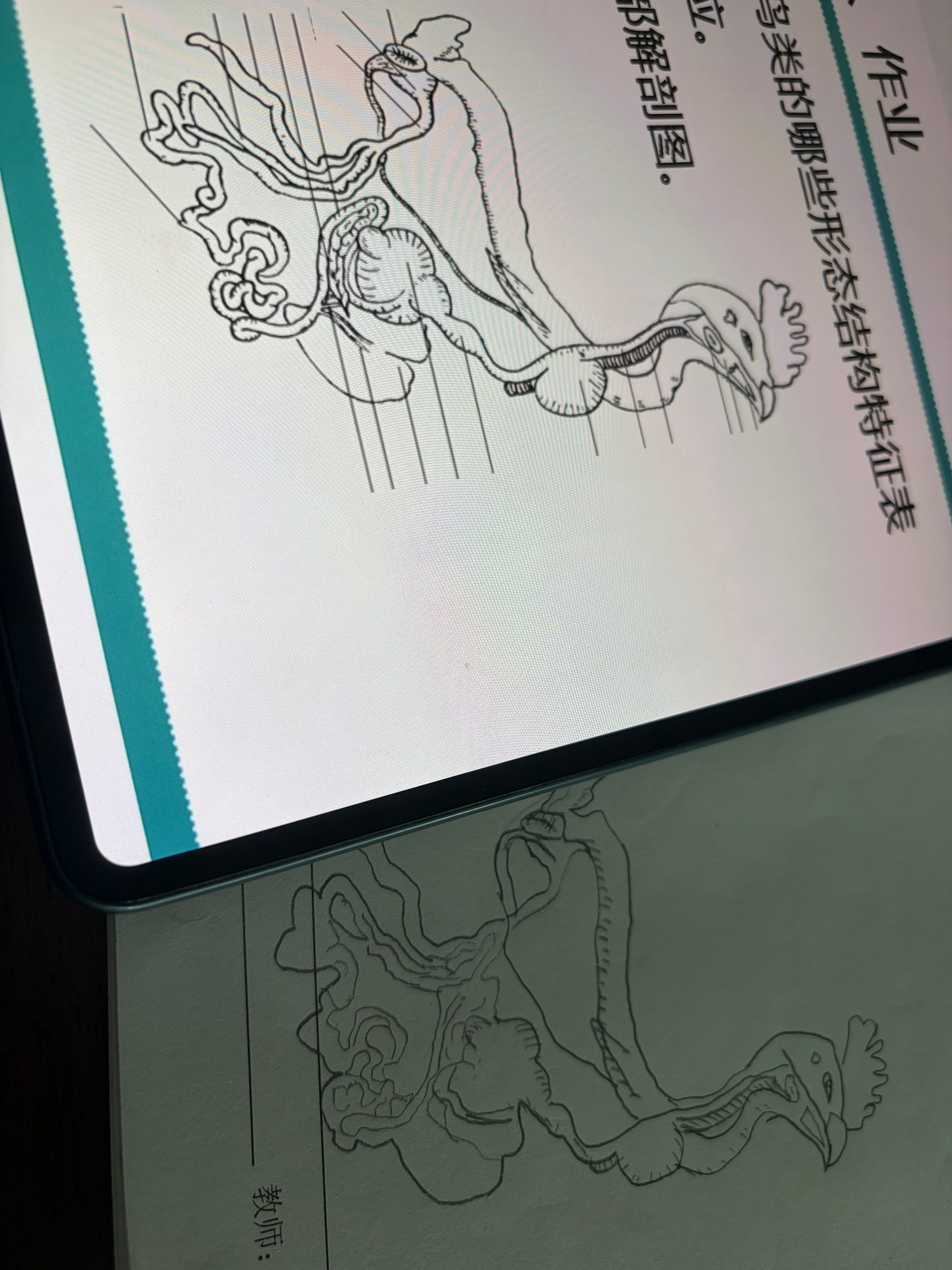你这个臭鸡难画死了 