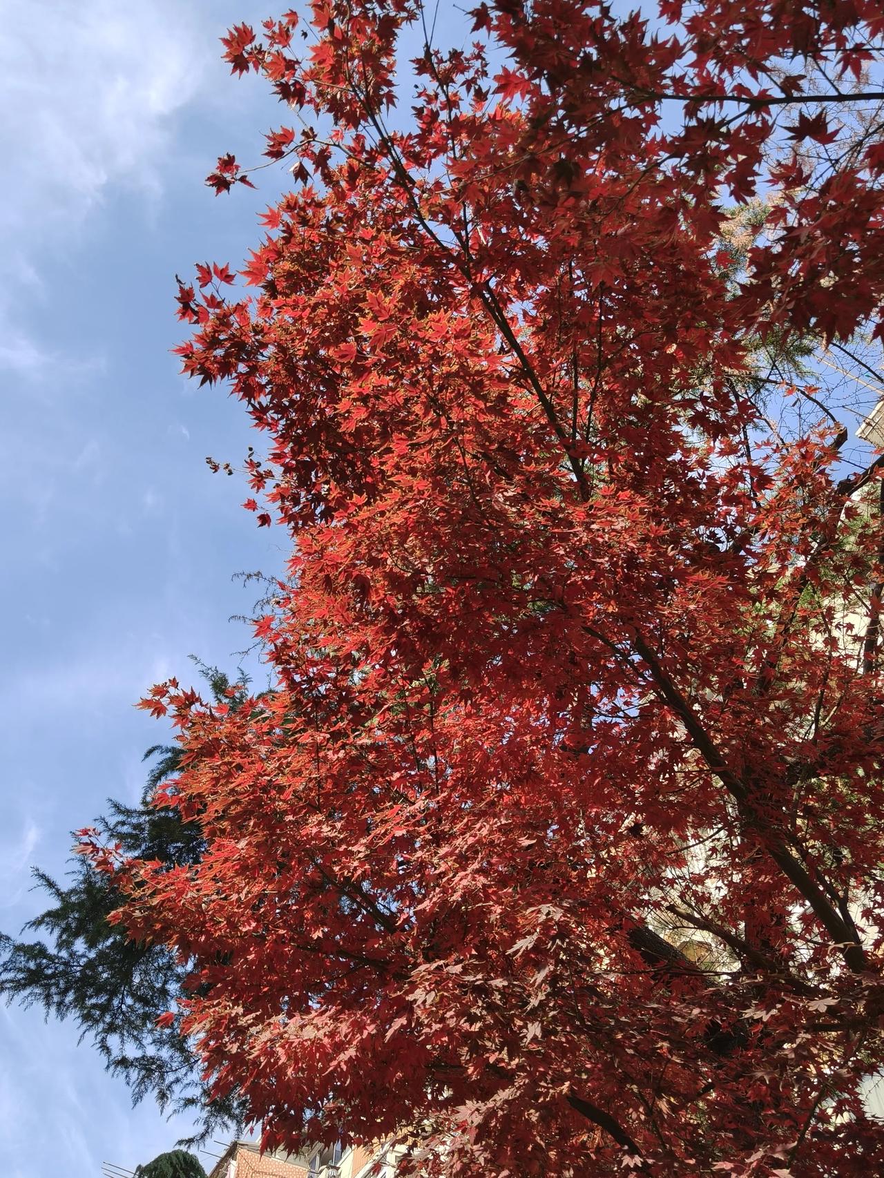 冬日暖阳随手拍实景图分享！

身边的风景随手拍～🍁🍁🍂🍂