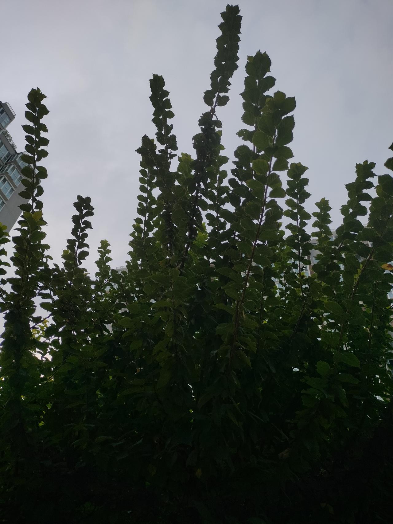 处暑节气的习俗有哪些处暑也就俗话说的出伏了。从处暑开始，真正的进入了秋天，早晚比