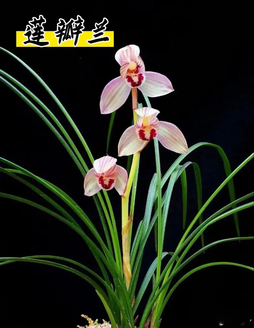 兰花是兰科植物的统称，品种繁多，有春石斛、蕙兰等，多喜温暖、湿润和半阴环境，常被