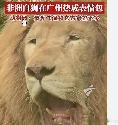 非洲白狮在广州热出“表情包”非洲白狮在广州热出“表情包”这几天广东的天气可以用一