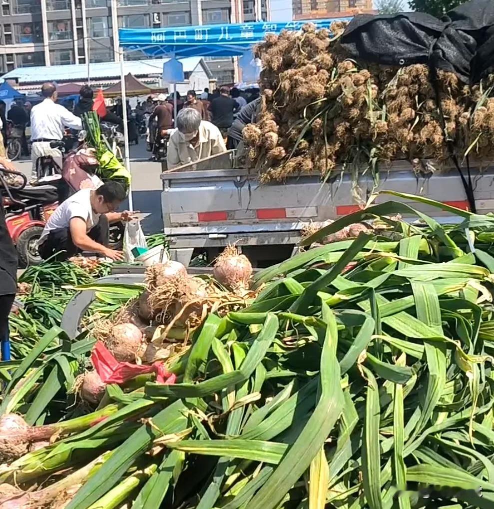 石家庄每日菜价 今天赶丘头镇大集，发现大集上的蔬菜价格是真便宜！

集上卖大蒜的