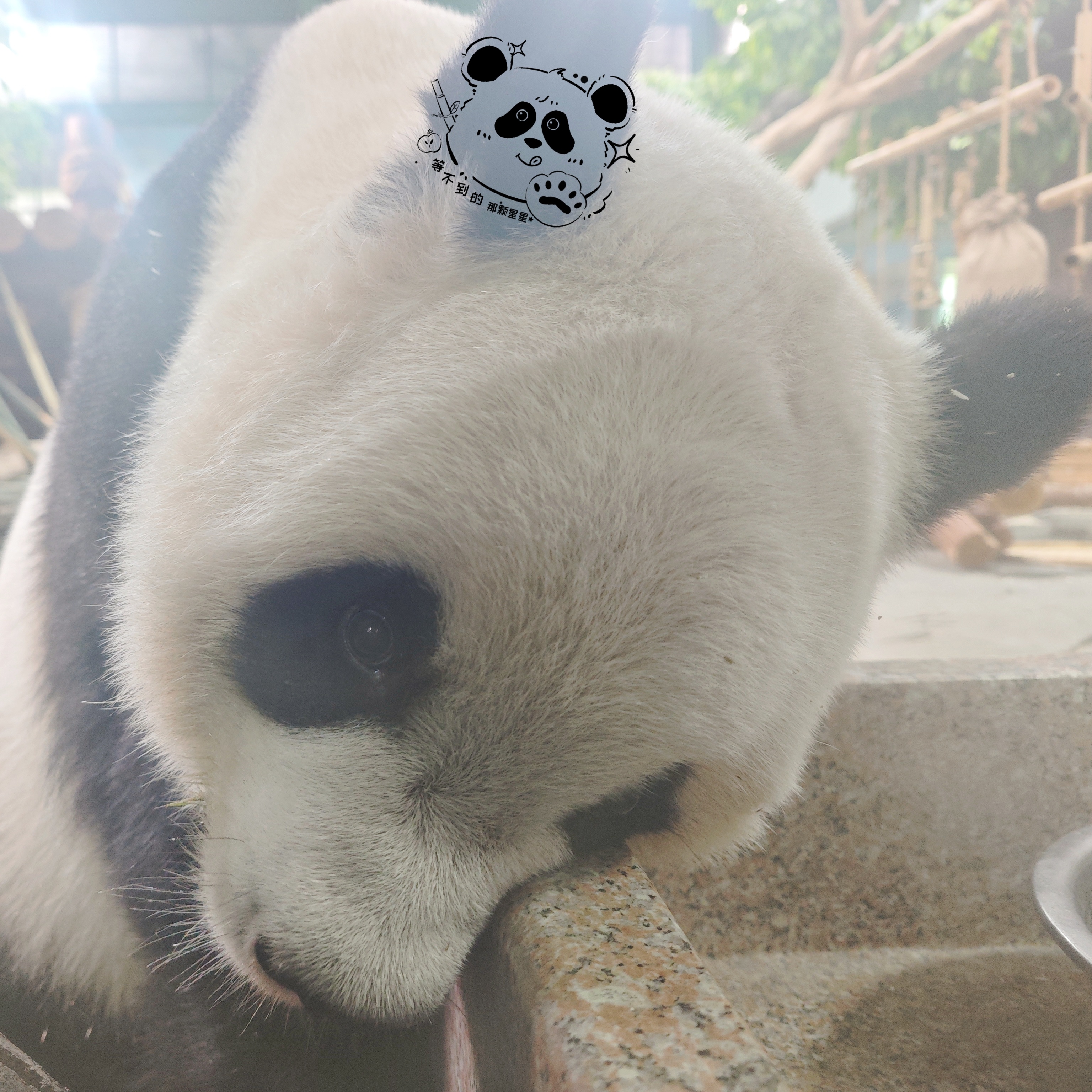 大熊猫星语 怎么这么乖ps:语大王进入假孕期状态。 