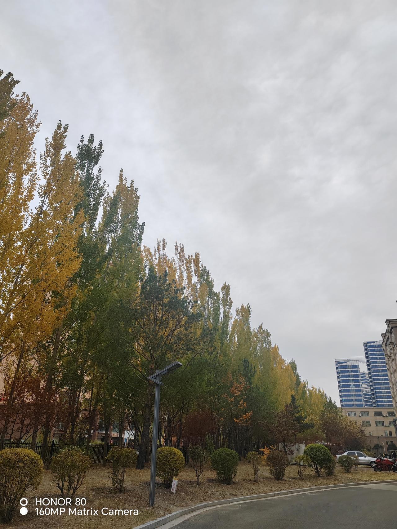 走在小区路边，一眼就被这片秋景打动。树木一半金黄，一半还留着翠绿，黄的耀眼，绿的