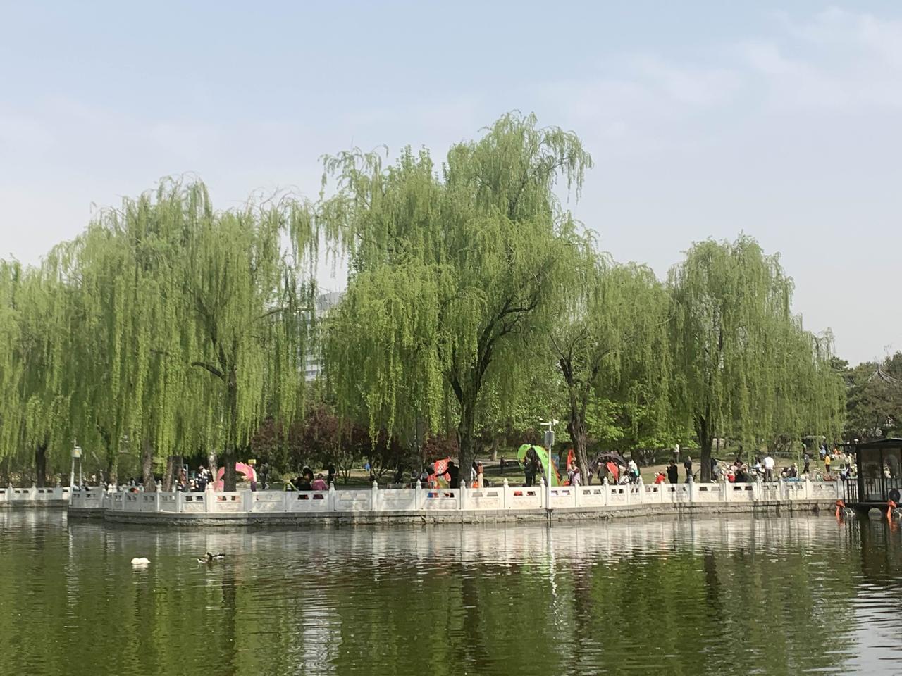 春日生活打卡季去附近公园转了转，现在的退休老人太幸福了太会享受了。唱歌跳舞，娱乐