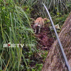 钓鱼佬竟遭遇“打劫”猫？
男子和朋友去钓鱼时，一只半岁左右的橘猫蹲在旁边，好似在