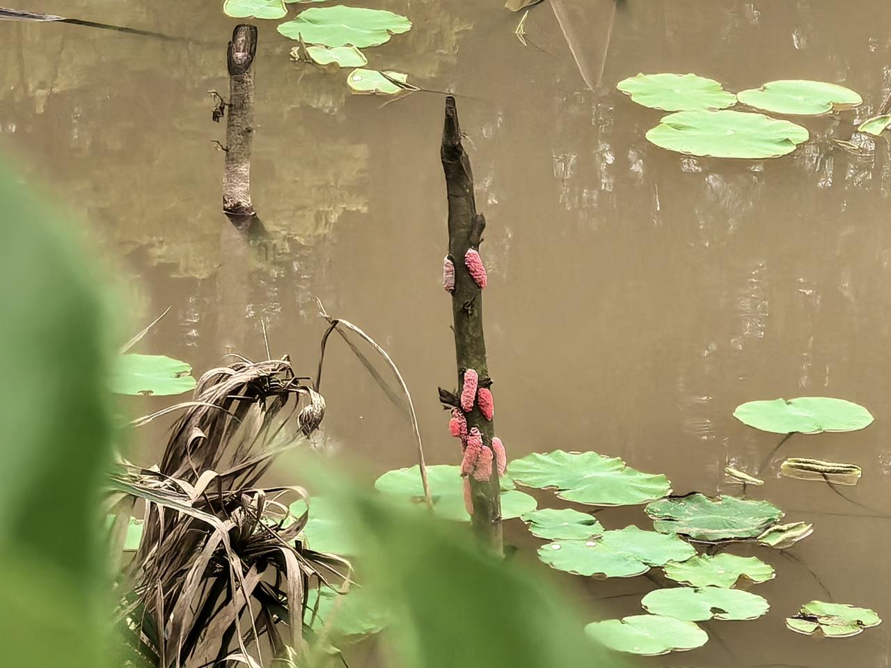 福寿螺产卵，外来物种有害。
5月8日摄于怀化市人民公园荷花池