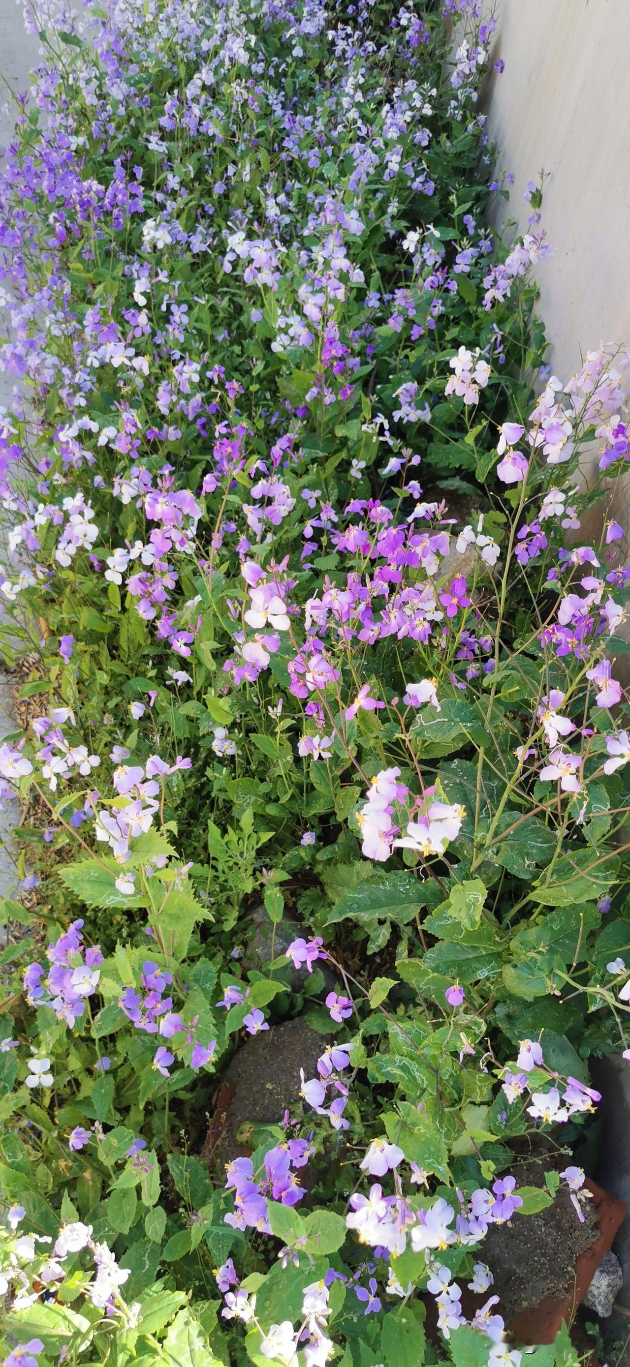 劳动节在老家村子里随便拍的一张照片

这花也不知道叫什么名字，看着很好看，问过家