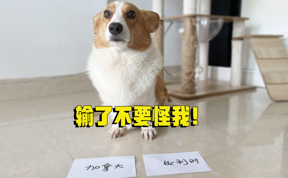 狗子比我更懂世界杯狗子观赛不带国籍偏见、主队情结和赌局压力，只凭最直接的感受——