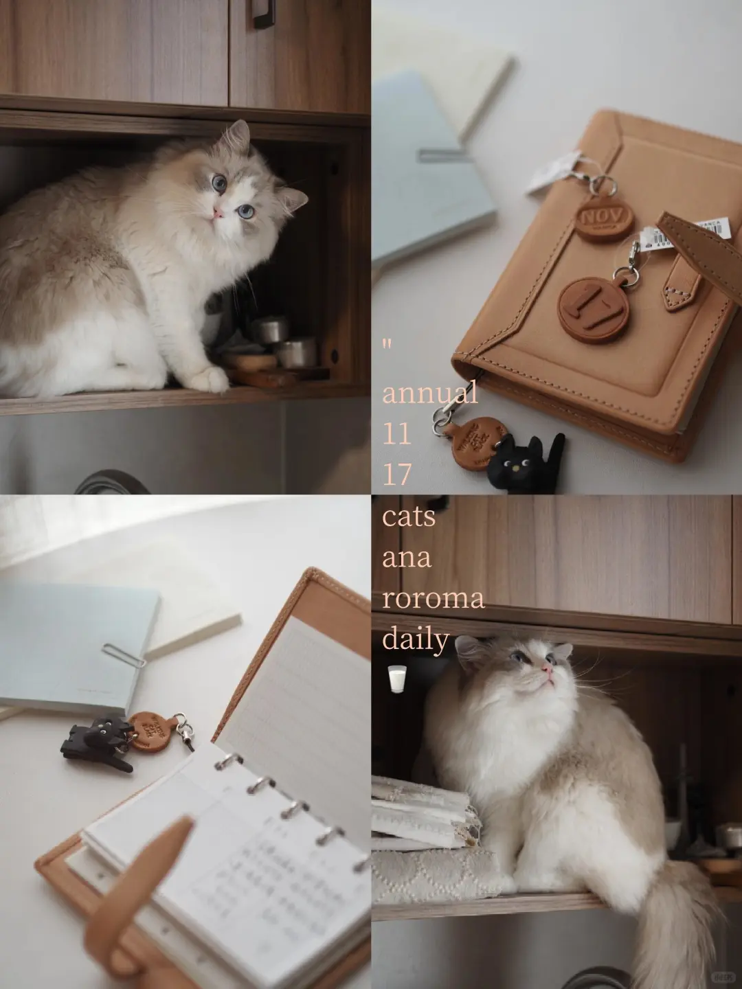 小猫小猫 蠢蠢的小猫