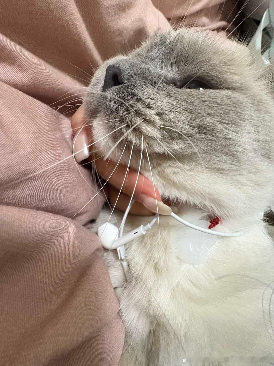 49469【心灵丑】有线耳机两个小时忘收就被他咬断了 