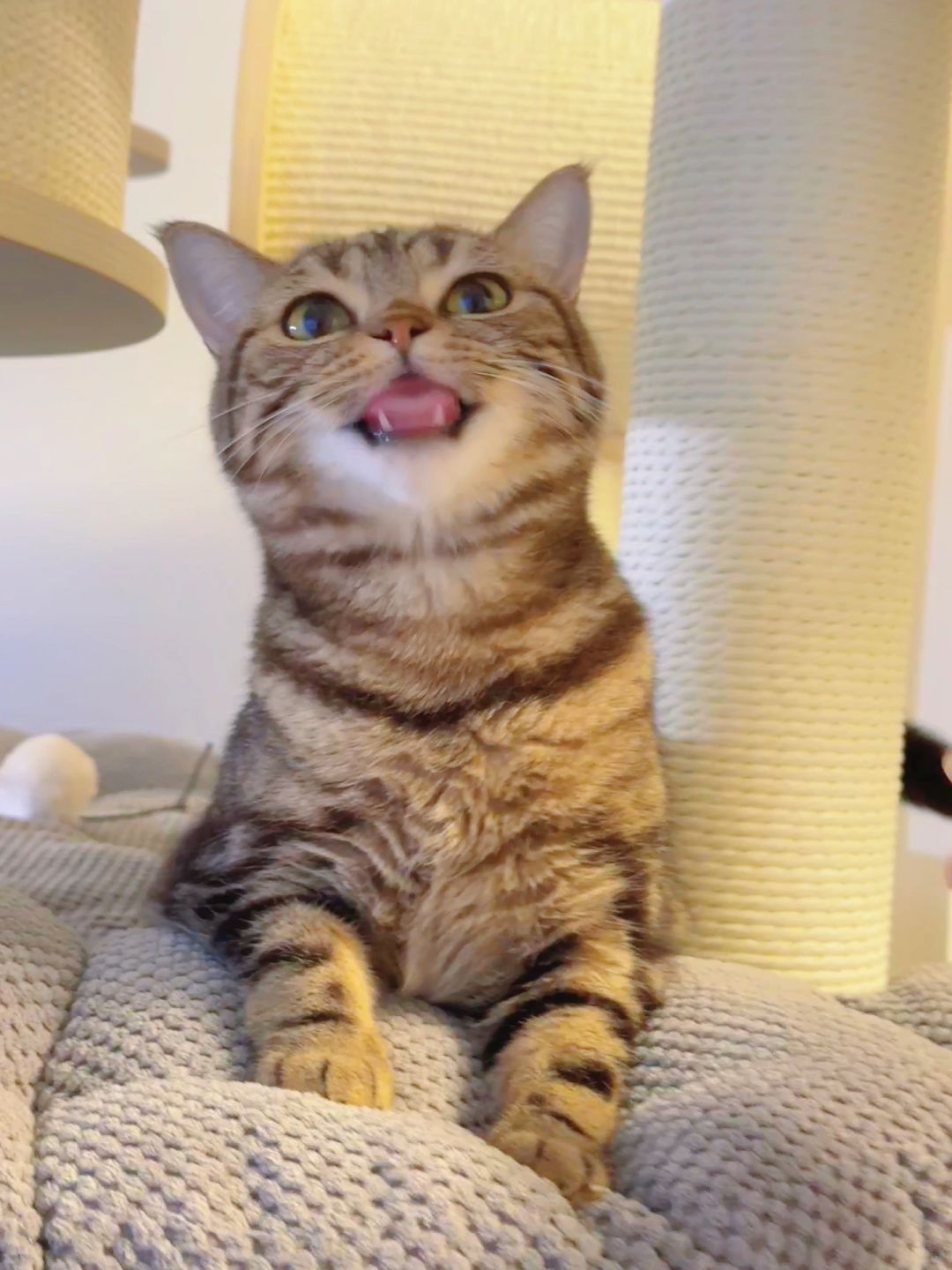 恭喜财财2岁喜提人生第二套别墅