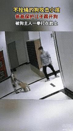 走廊里，狗狗追着男孩嗅，男孩有点害怕，爸爸一脚踢开狗狗。
 
狗主人从后面大步赶