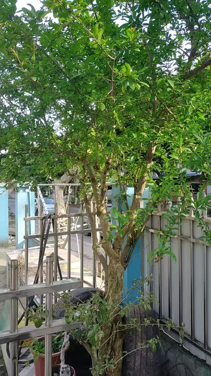 这是重庆地区，一位粉丝种植花石榴品种，而石榴树种分为单瓣花和重瓣花，眼看这棵树这