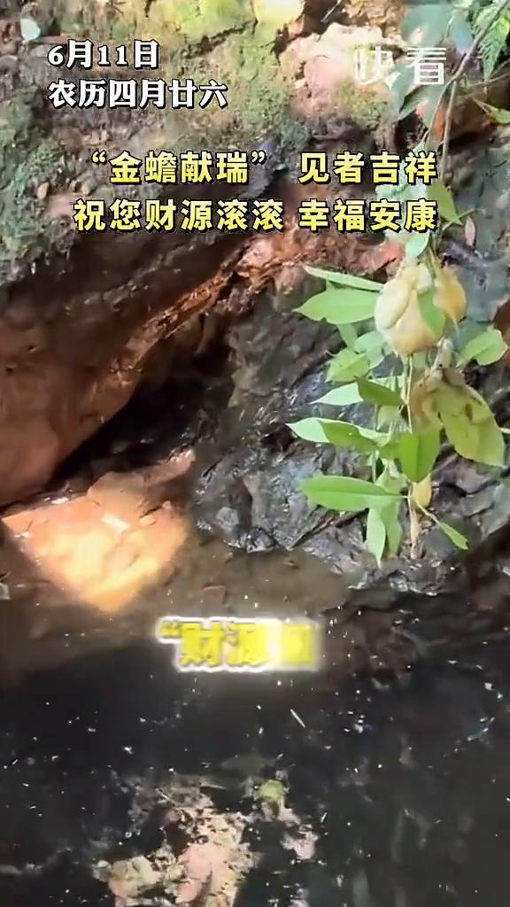 6月11日，快看，农历四月廿六，"金蟾献瑞"见者吉祥，祝您财源滚滚，幸福安康。