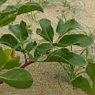北沙参（养阴小众药材，阳台、地栽都能种）种植方法1. 土壤准备偏爱疏松沙质土，园