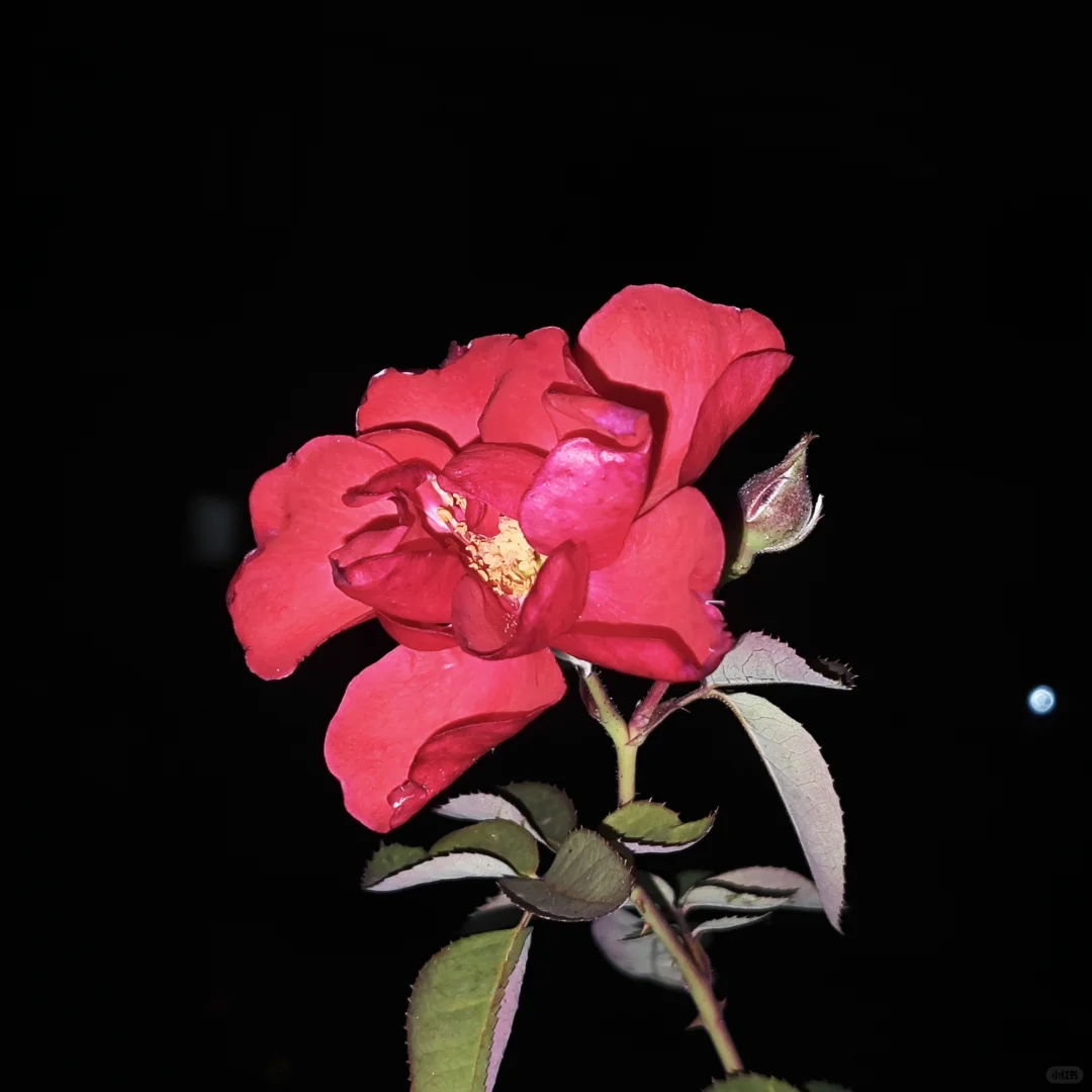 有点瑕疵的冬花也好看花房颜色冻成西湖红了