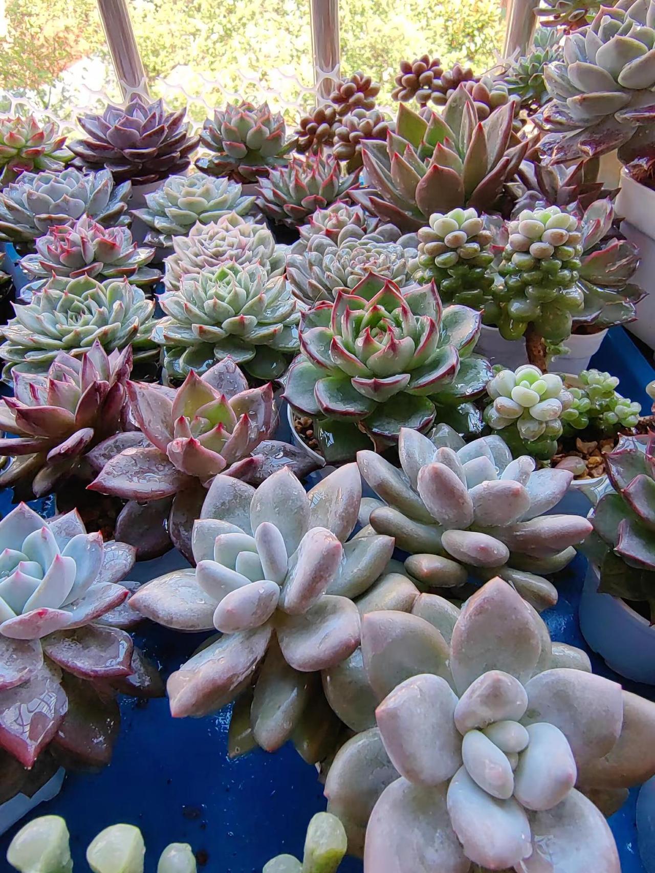 肉肉们都在变美的路上！！