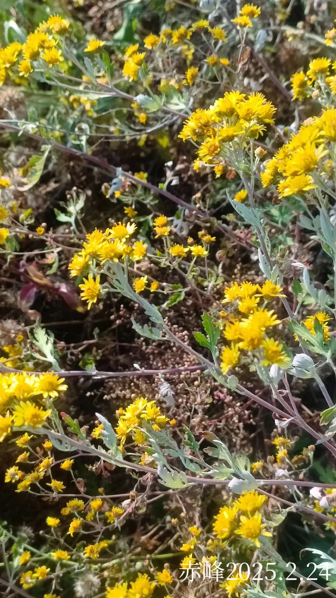 晒出你相册中的花草树木路边随拍，野花野草。