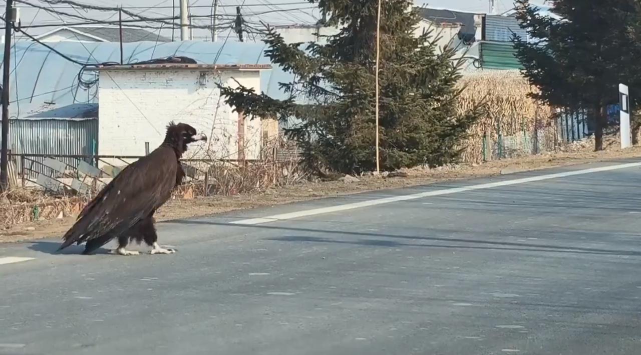 一只金雕（俗称“大雕”）正不紧不慢地沿着吉林省的一条乡村公路阔步前行，两侧的车辆