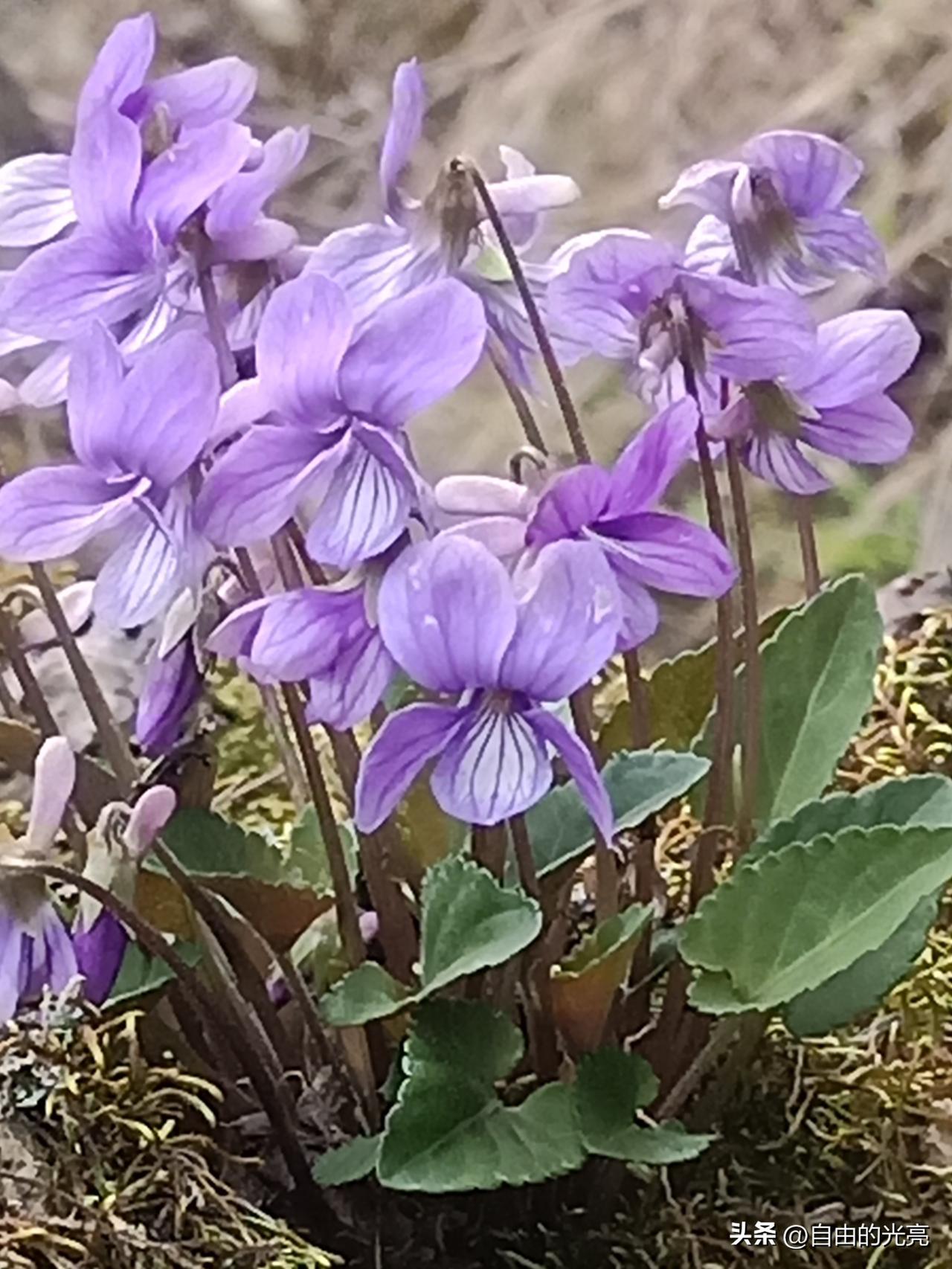 生长在土坎，田边，石缝，乡野小路边，平时几乎没有人在意它的存在，因为它不象玫瑰花