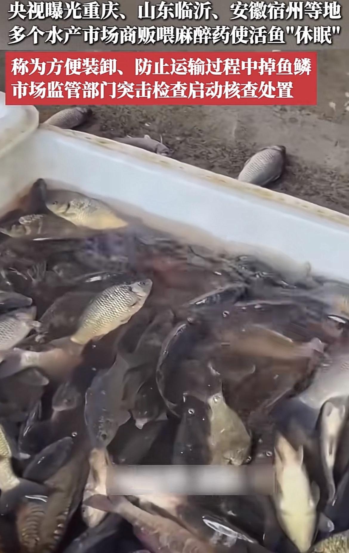 “它们睡着了！”山东临沂，水产市场刚刚还活蹦乱跳的活鱼，工人往水里加了一瓶盖药，