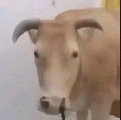 南部档案首更四集严肃观看 