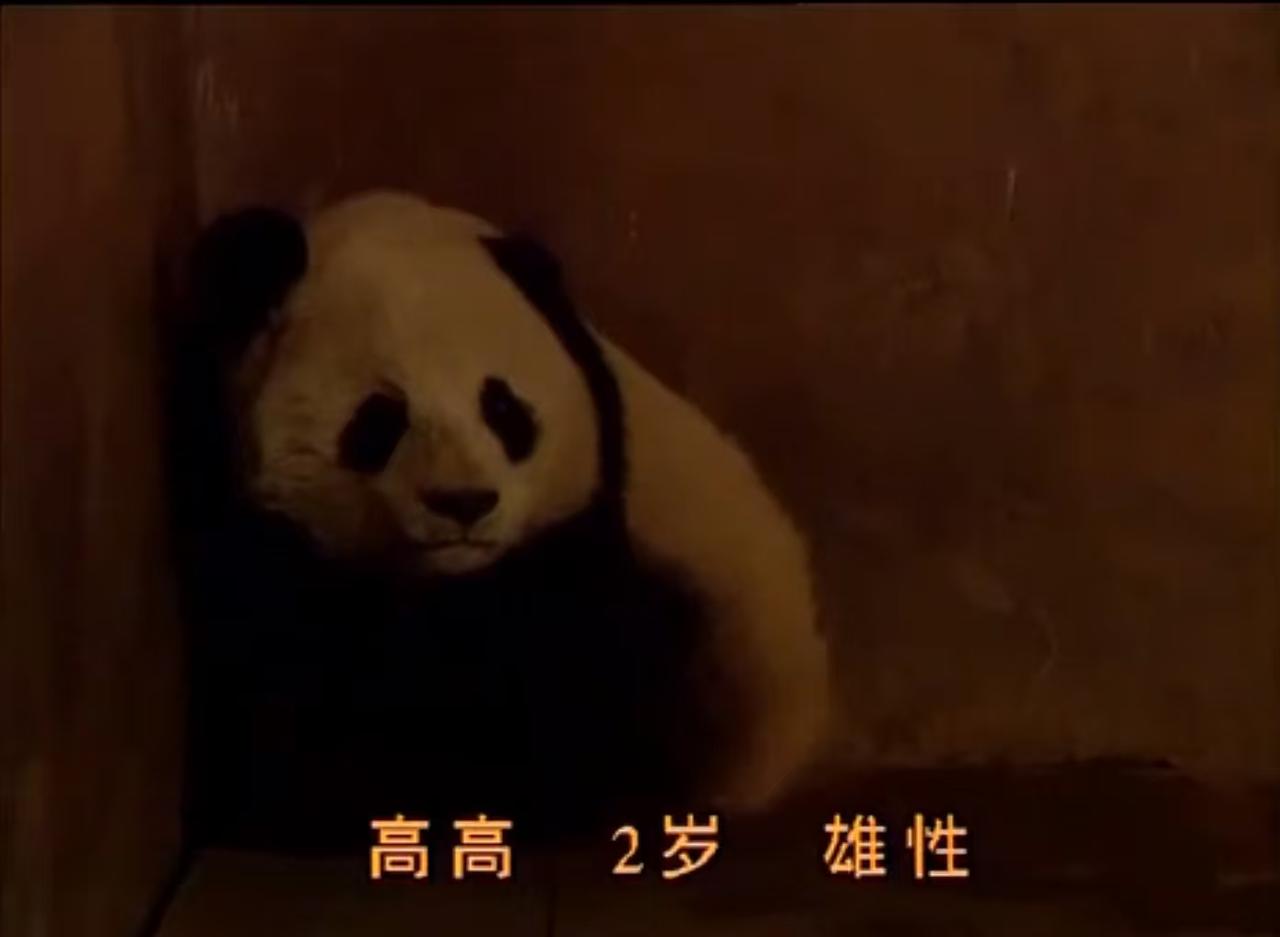 快讯：33岁（相当于人类115岁）高龄的大熊猫高高去世。高高原来是一只野生大熊猫