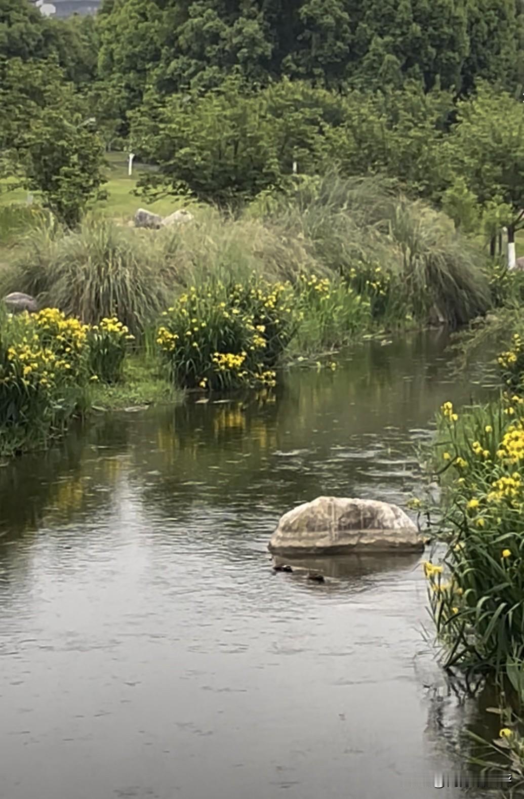 下图是我们这的美丽汉江边风景，还有两只小鸭子在悠闲游水。