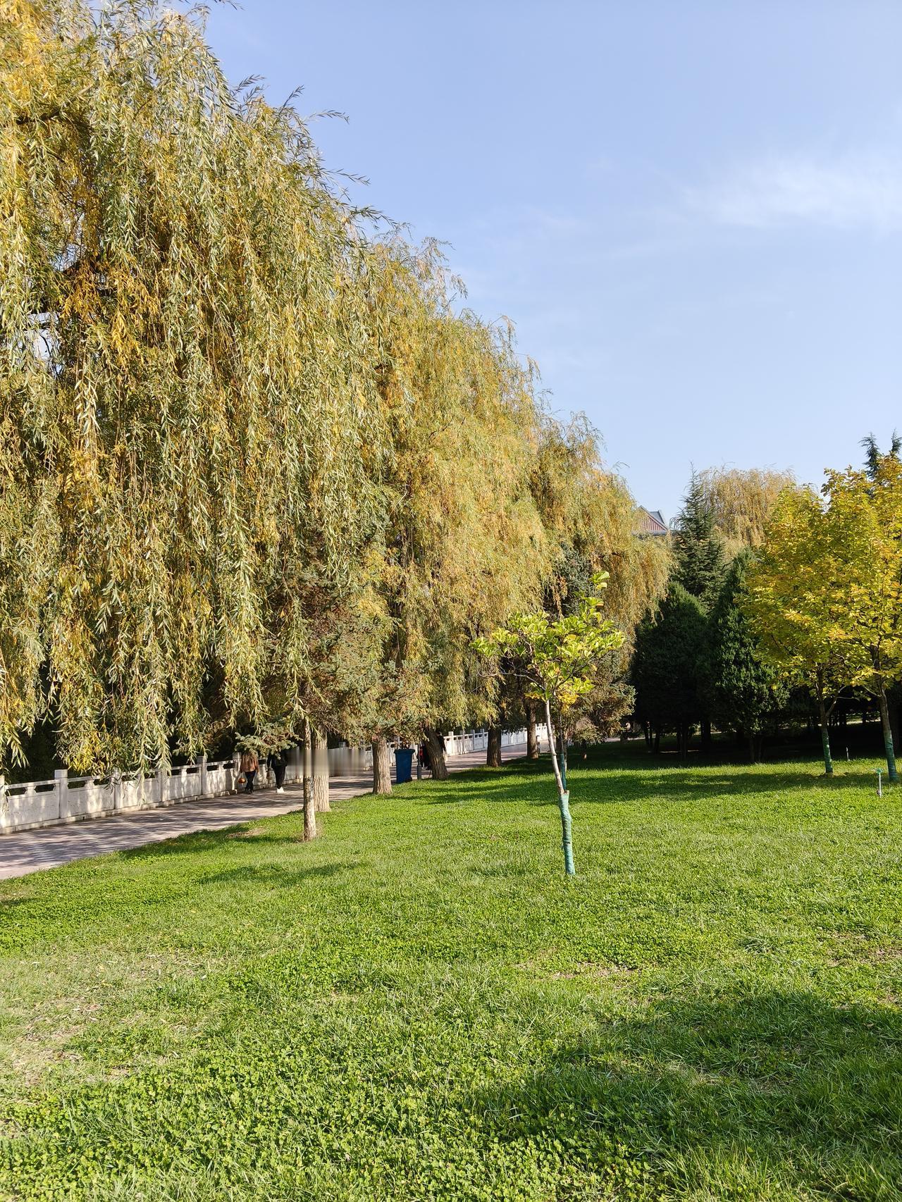 看看我的家乡11月份的景色，这是周末，我去黄河边拍摄的一组风景。

但已经到了1