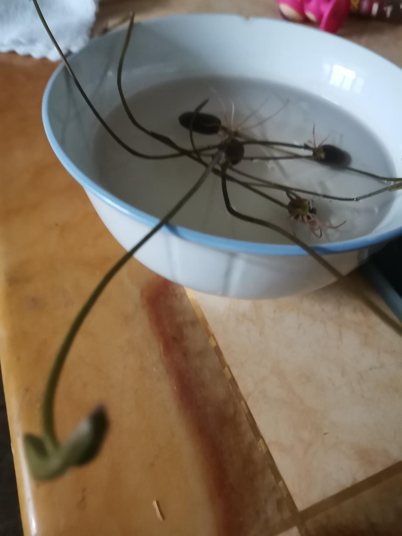 听说碗莲很漂亮，正好那天陪着公婆去探望一位老友，他们家里养了几棵碗莲，他家闺女很