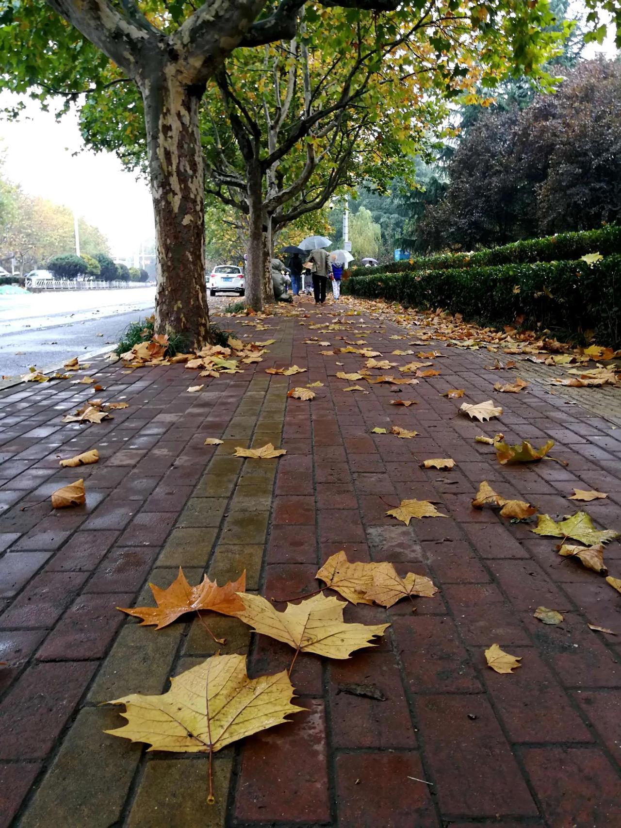 中秋落雨，民间有什么讲究？
鲁南、苏北也就是淮河流域一带，中秋当日落起大雨，雨势