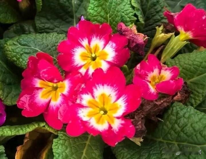 春回大地.春暖花开
春意盎然.草长莺飞
莺歌燕舞.万紫千红
桃红柳绿.春色满园