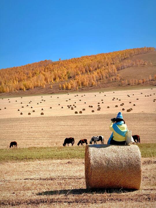 🍂没有一个地方比呼伦贝尔更懂秋天(live)