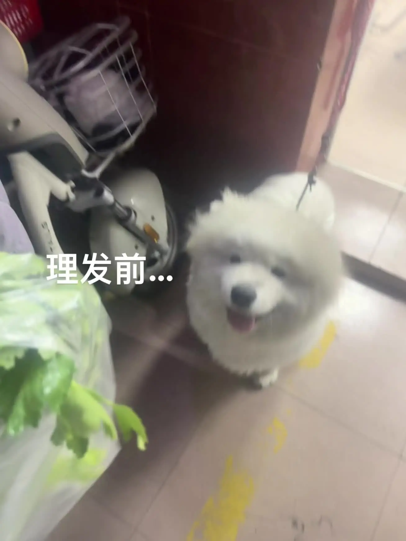 狗子换了个发型面相都变了