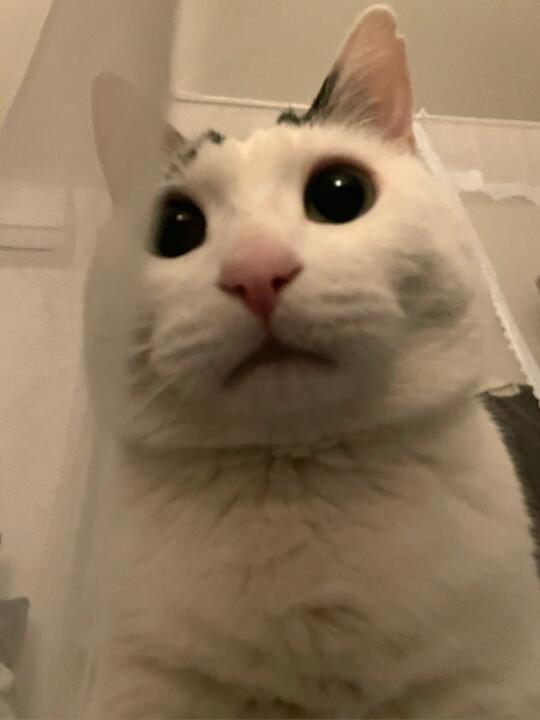 油爆枇杷拌着面