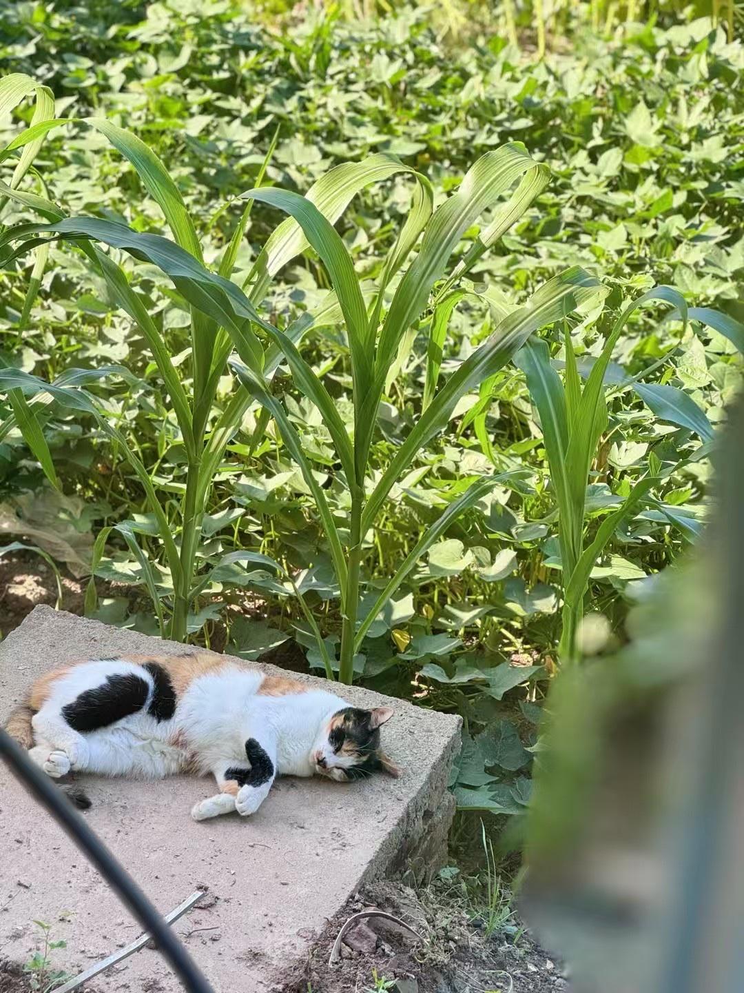 多么舒服的猫咪啊！