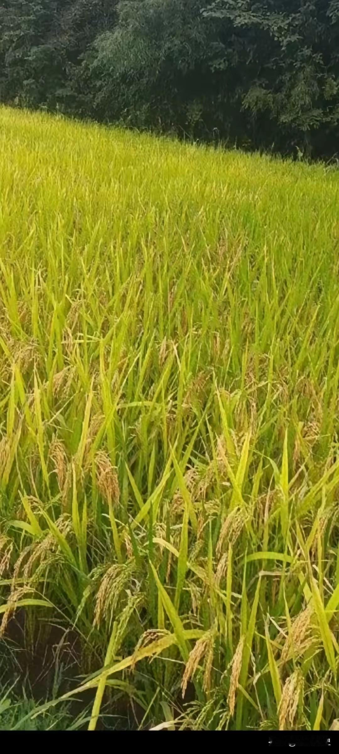 亲情是越来越淡薄了，亲姊妹也如此，国庆假期，姊妹6人，谁也没联系谁
 
国庆长假