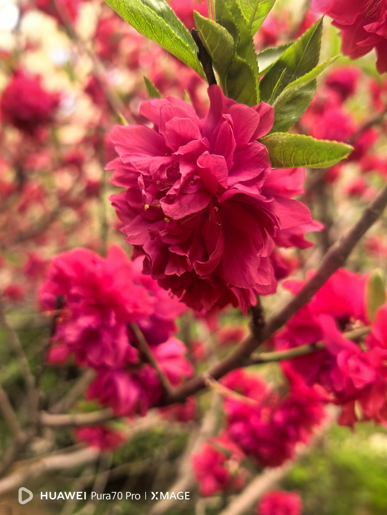 下午放学去接外孙，学校门口两边的便道上停满了自行车和三轮车。从车辆的夹缝中穿过，