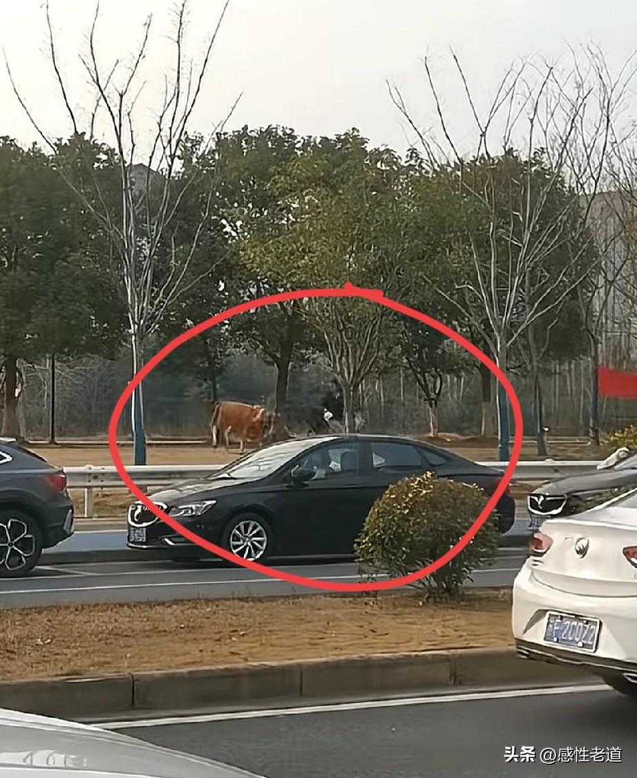 南京发生一起牛撞人事件，可以看到短视频是黄牛追着人跑，城市里哪来的黄牛呢？一头牛