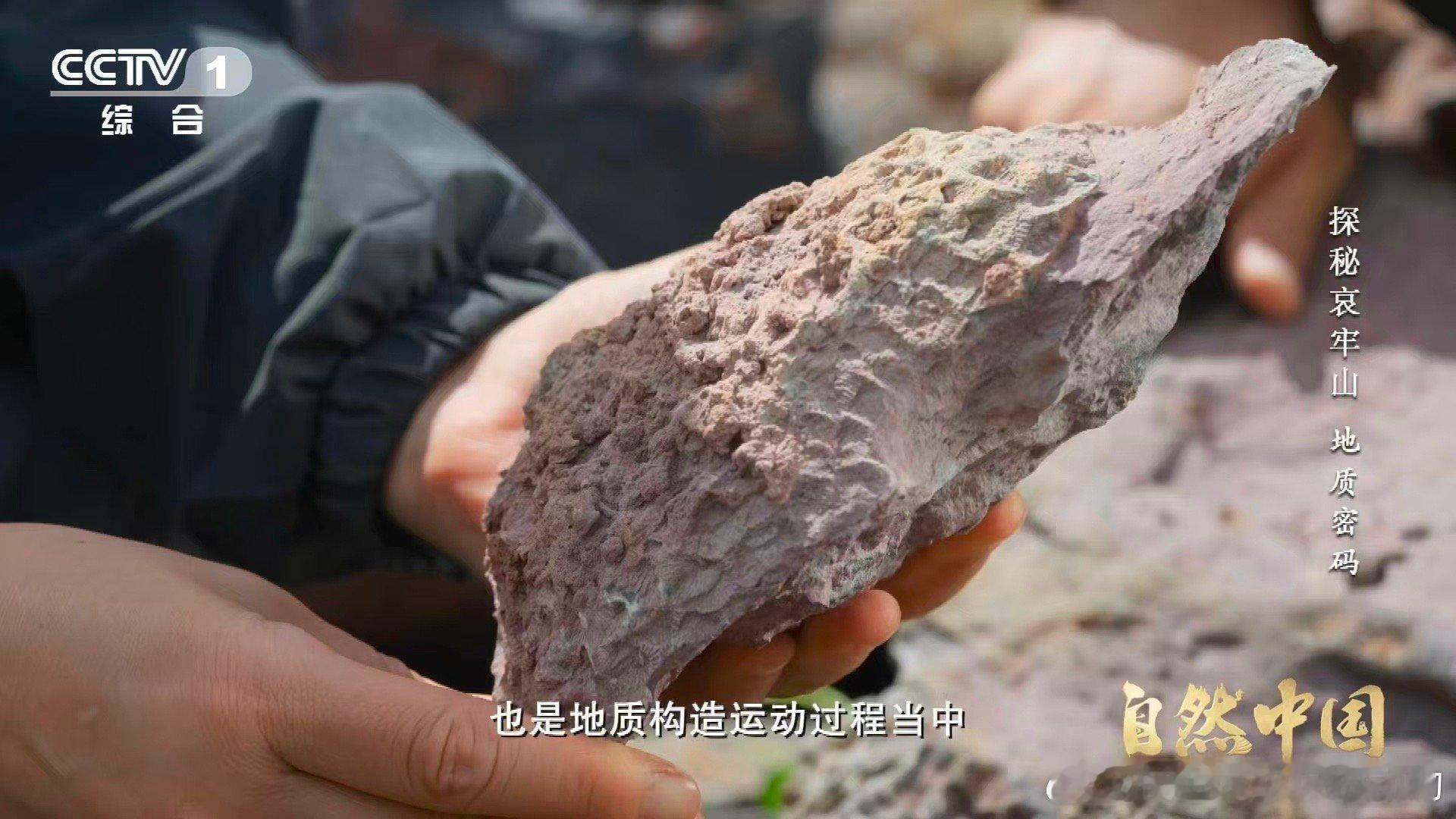 哀牢山顶惊现海底世界哀牢山顶竟藏3.75亿年前珊瑚化石 山海倒转的奇迹！哀牢山顶