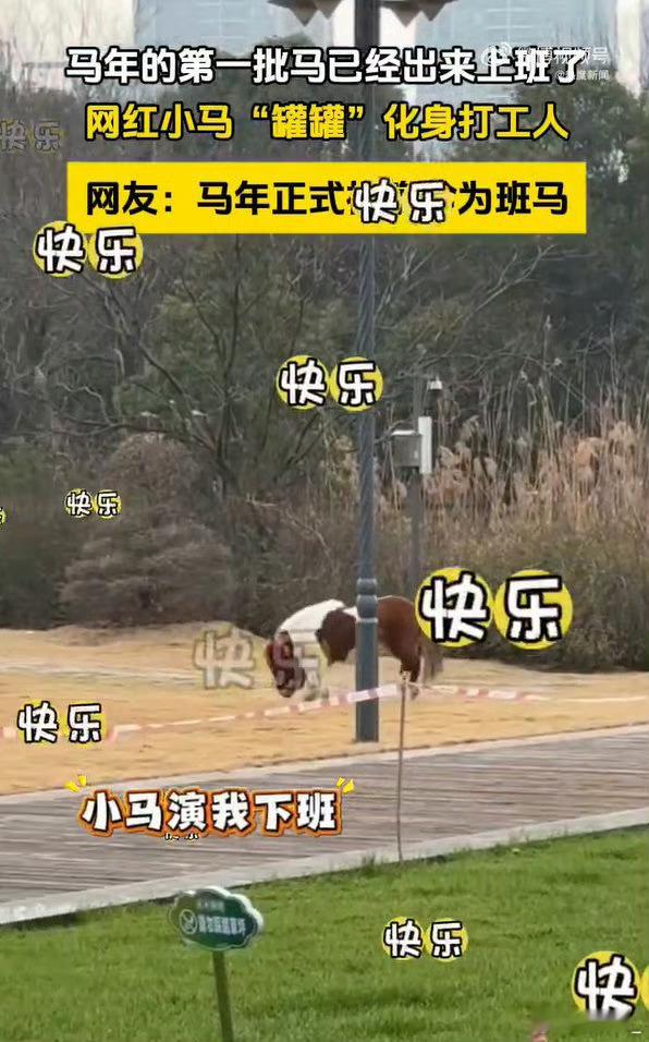 马年的第一批马已经出来上班了 年度顶流已就位！罐罐小马化身办公室代言人，精心装扮