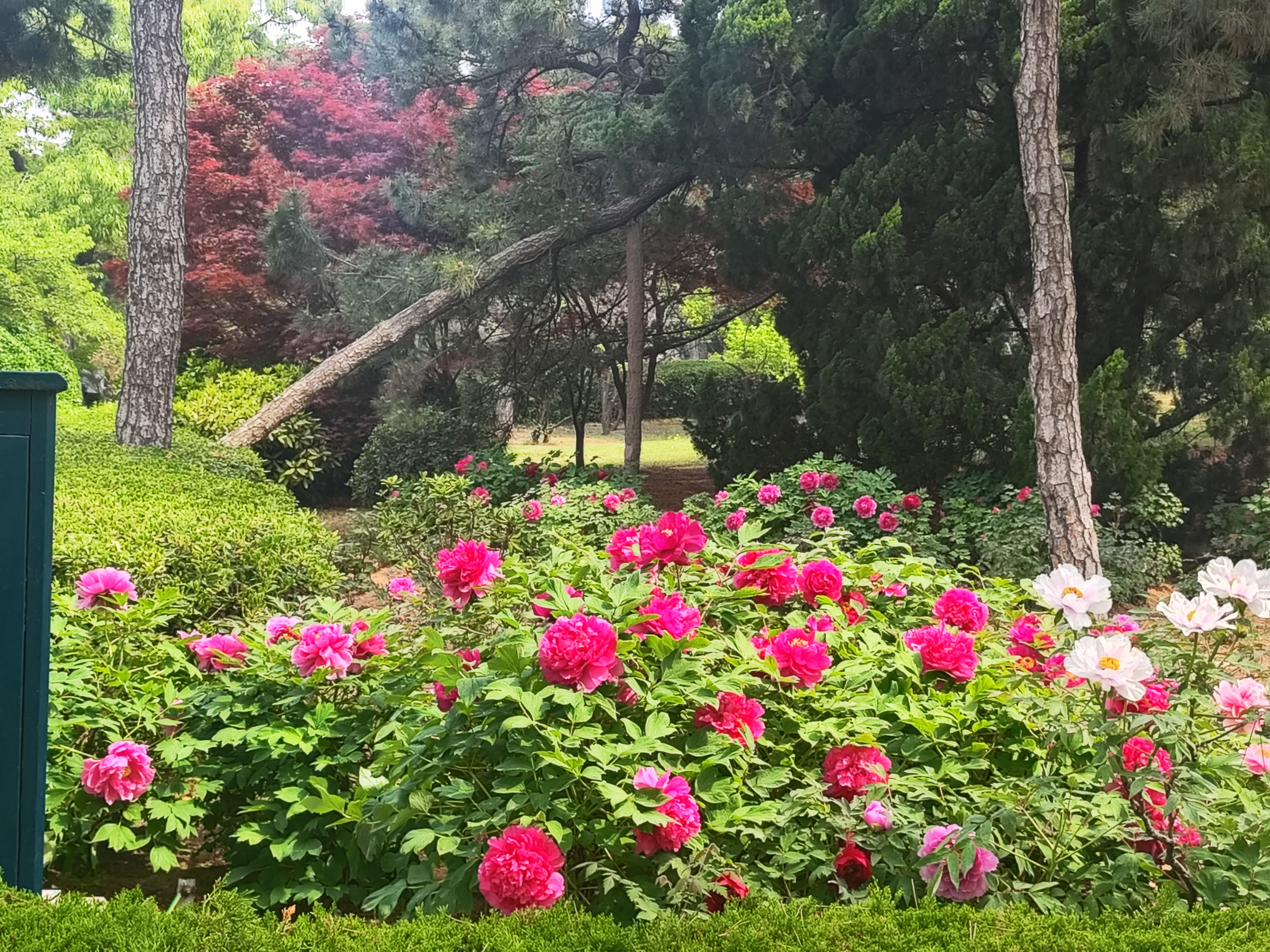 牡丹园里的牡丹花有点尴尬中山公园里牡丹园里的牡丹数量不多，长得也不是很茂盛。随手