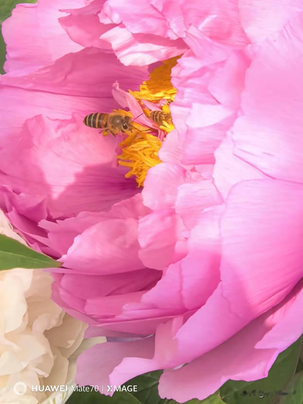 七绝(新韵)•戏蜂》
蜂儿是个采花郎，杏李亲完又海棠。
吻遍群芳浑不忌，驮香归酿