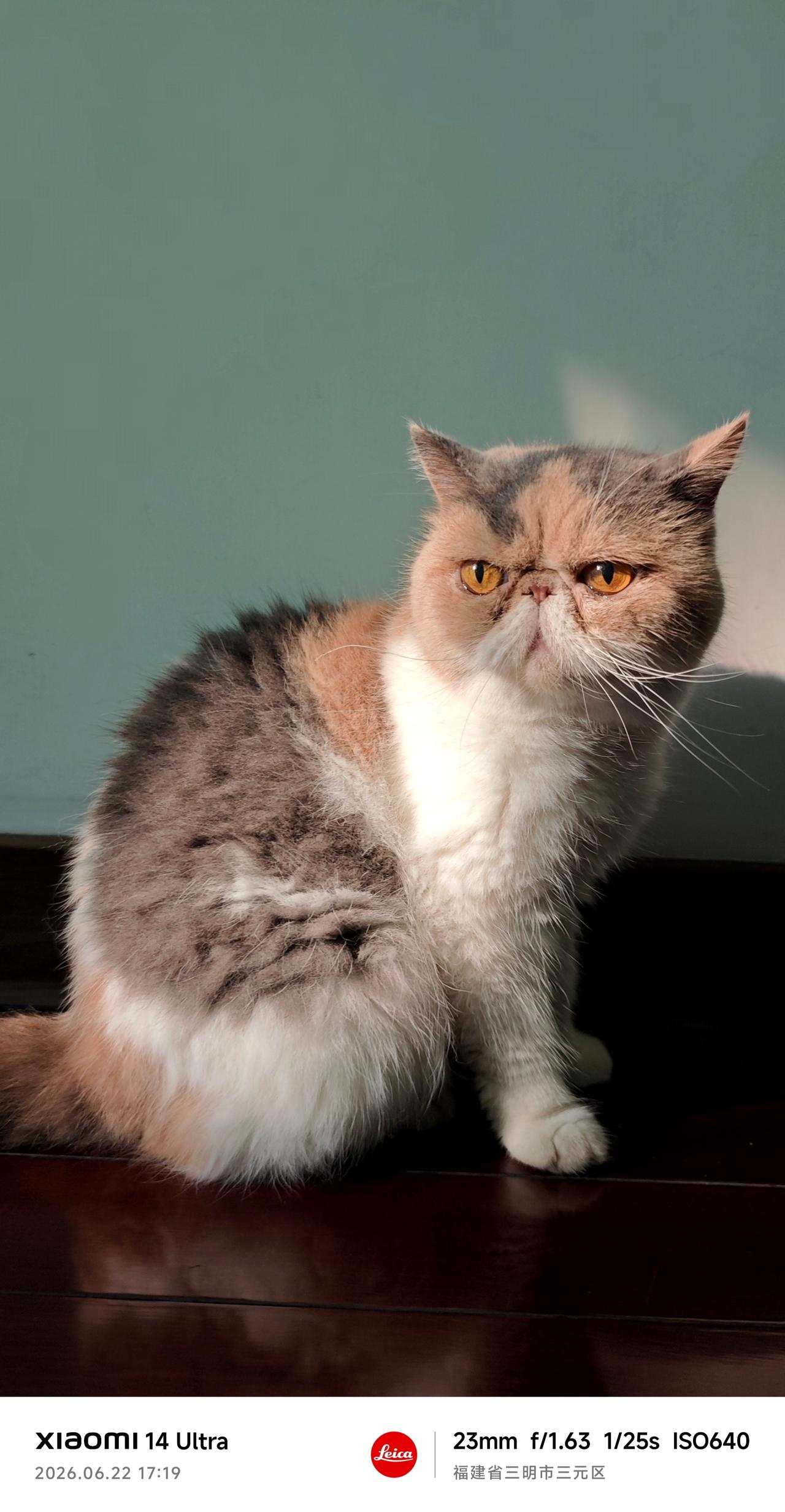 美国加菲猫
比较温顺老实[灵光一闪]